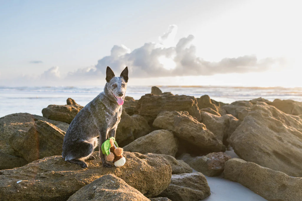 P.L.A.Y. Pet Lifestyle And You Tropical Paradise Collection